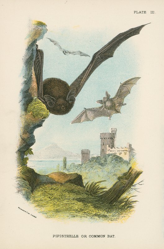 Pipistrello Comune da English School