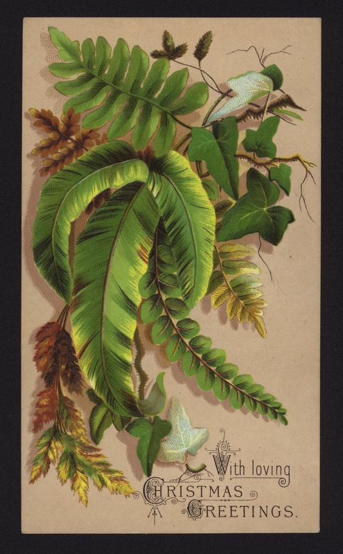 Foglie di piante, cartolina di auguri di Natale, fine XIX o inizio XX secolo da English School