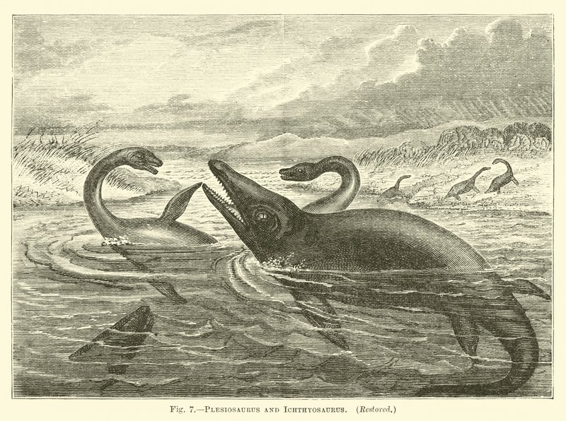 Plesiosauro e ittiosauro da English School