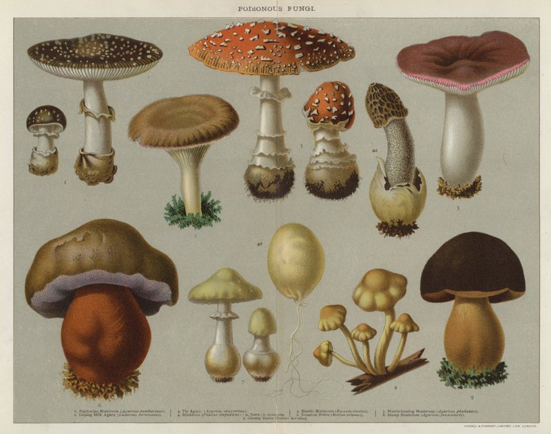 Funghi velenosi da English School