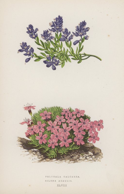 Polygala Calcarea; Silene Acaulis (litografia a colori) da English School