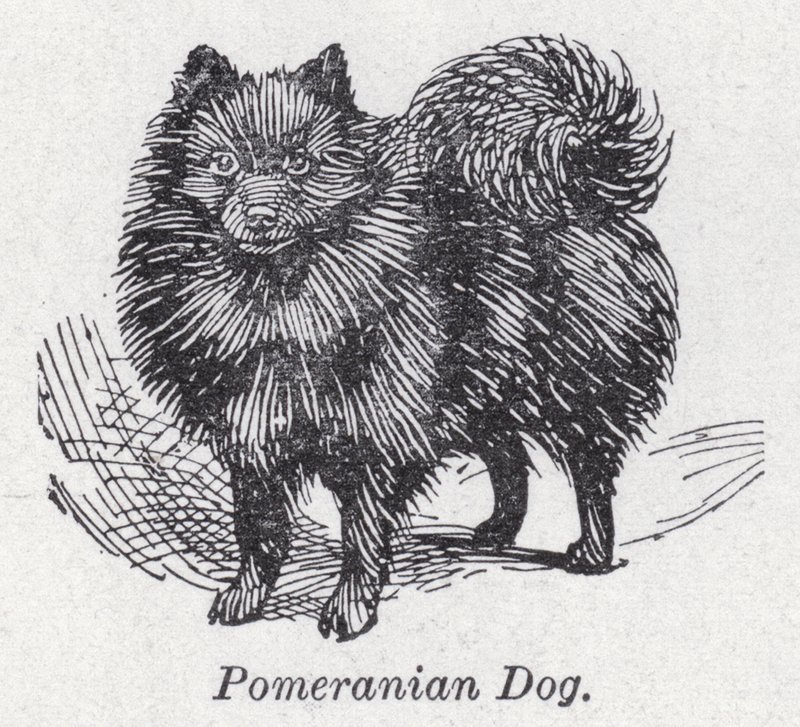 Cane di Pomerania da English School
