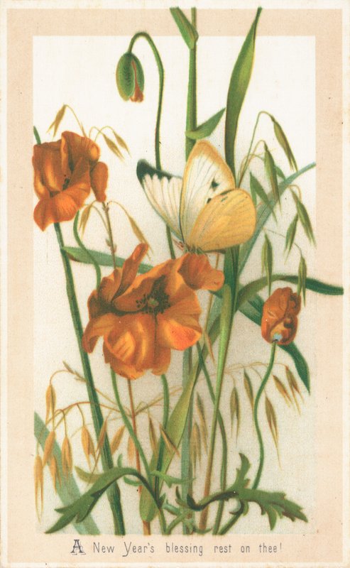 Papaveri e Farfalla, Cartolina di Capodanno da English School