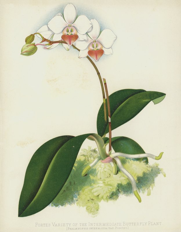 Phalaenopsis Intermedia var. Portei da English School
