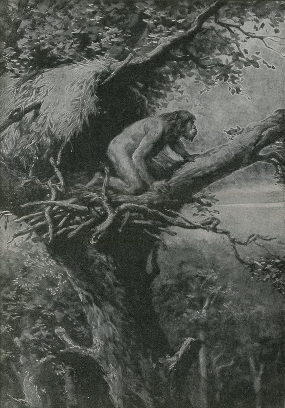 Probabilmente arboricolo - illustrato da R L S da English School