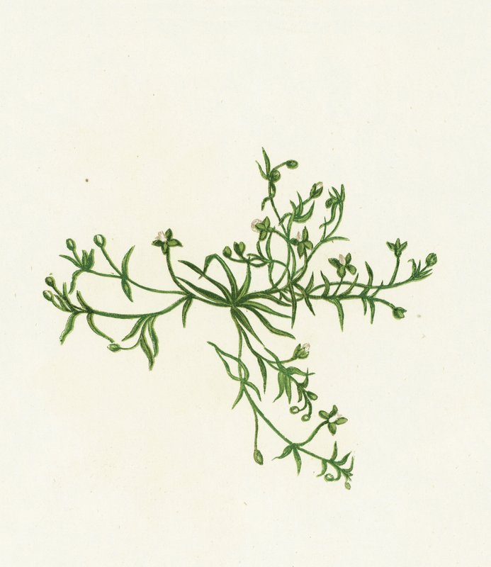 Sagina procumbens da English School