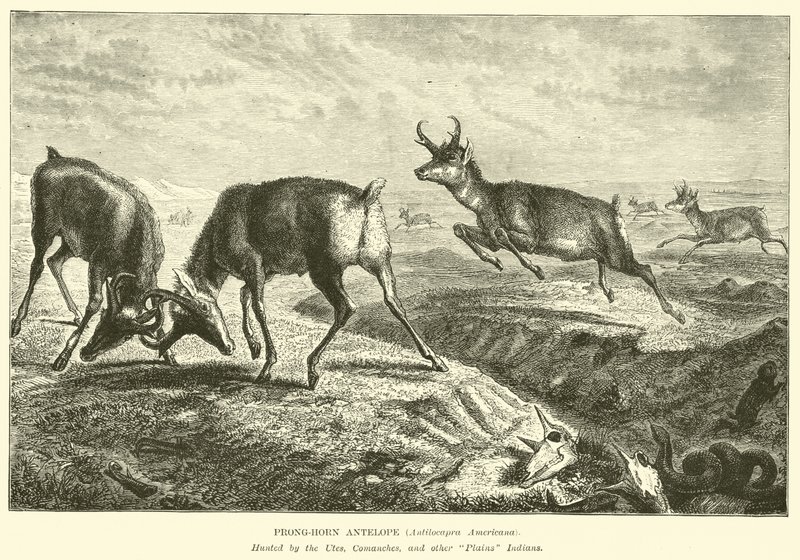 Antilope pronghorn, Antilocapra Americana da English School