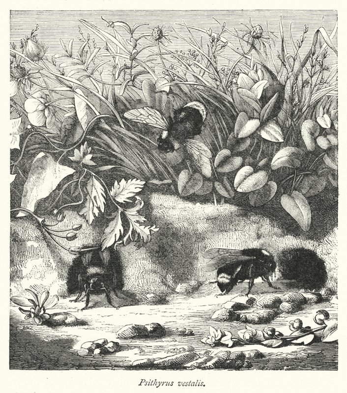 Psithyrus vestalis (incisione) da English School