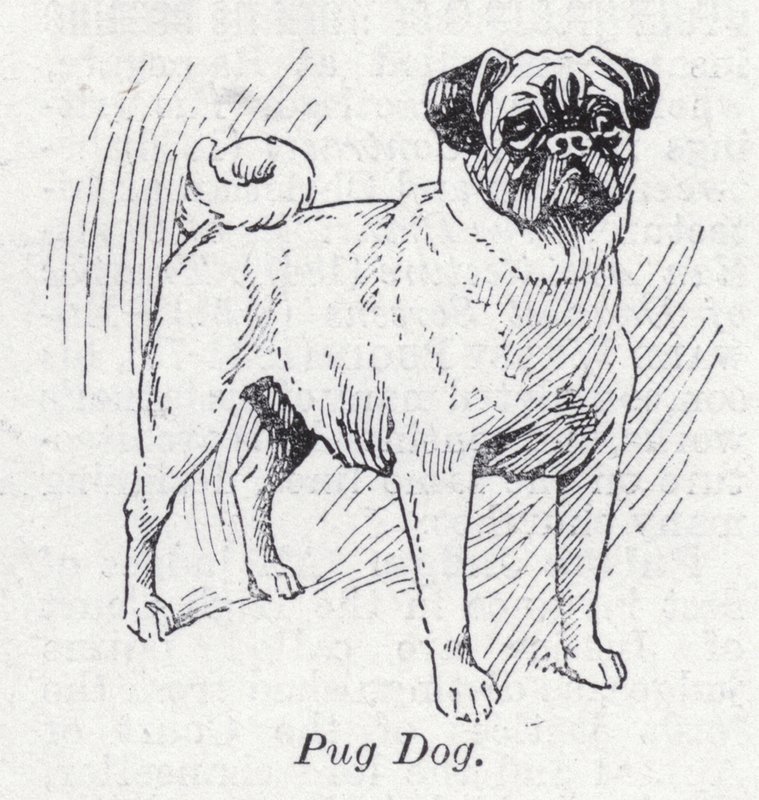 Cane carlino (litografia) da English School