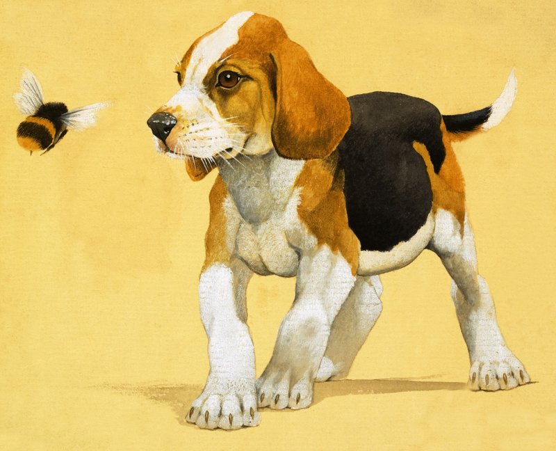 Cagnolino da English School