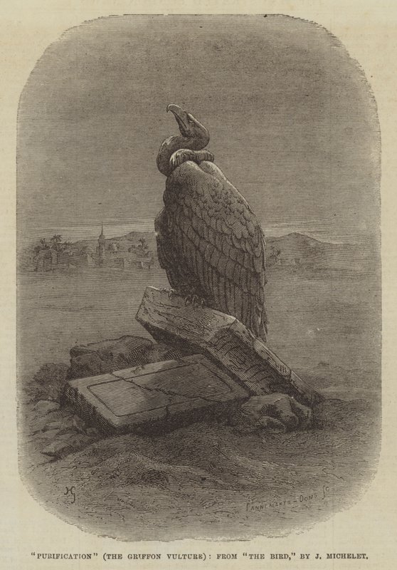 "Purificazione" (Il Grifone Avvoltoio), da "L