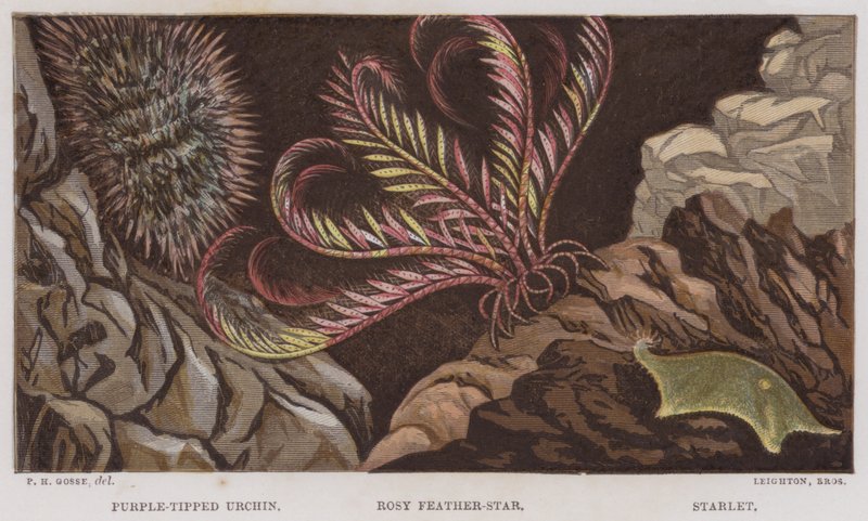 Riccio con punte viola, Stella piumata rosa, Stellina (litografia a colori) da English School