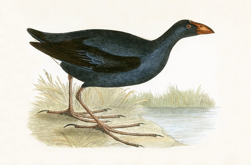 Gallinella viola, illustrazione dal libro 