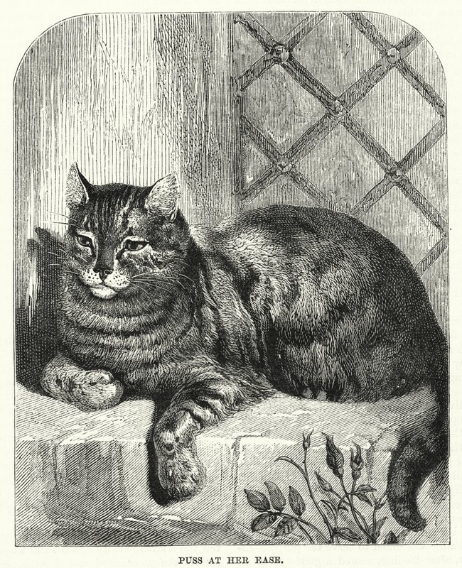 Gatto a suo agio (incisione) da English School