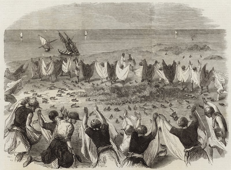 Cattura delle quaglie in Siria da English School