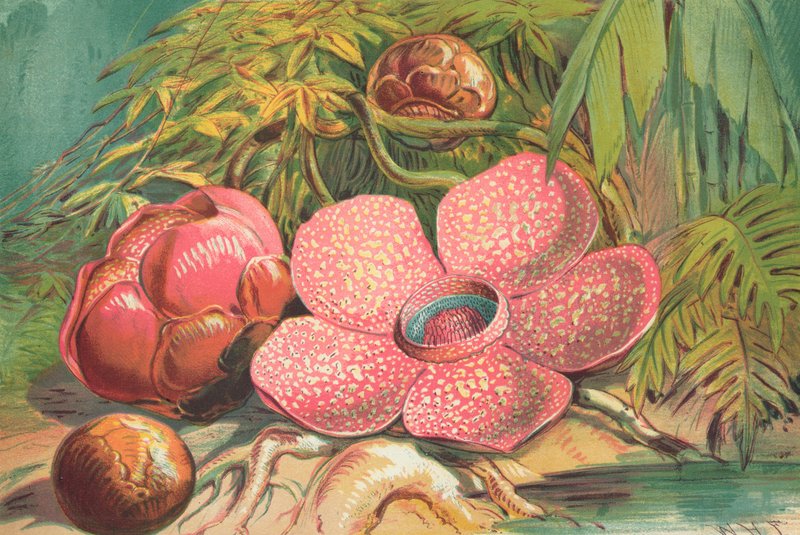 Rafflesia Arnoldii, fiore gigante delle foreste pluviali di Sumatra da English School