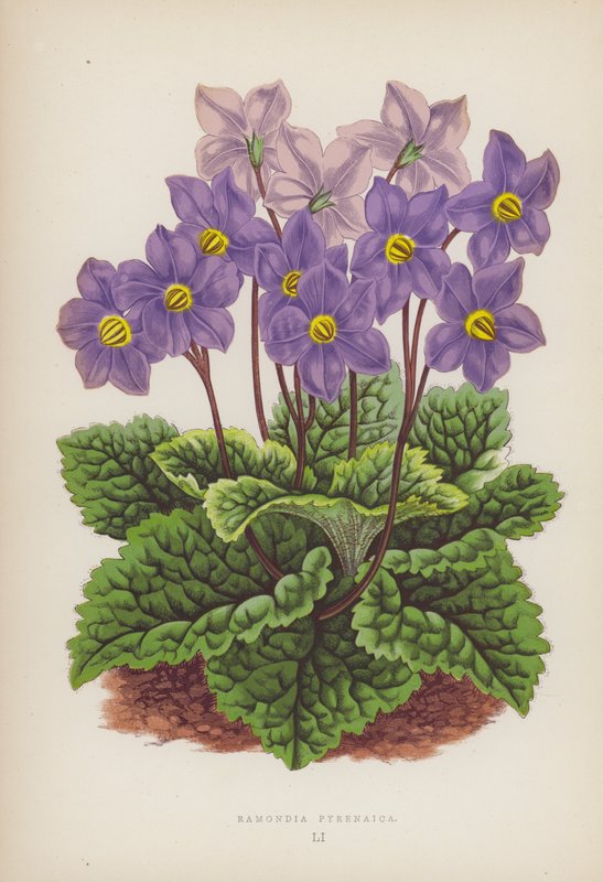 Ramondia Pyrenaica (litografia a colori) da English School