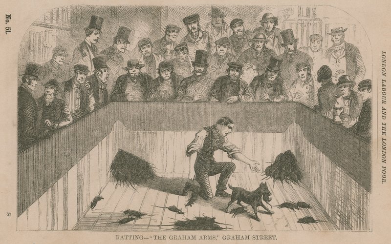 Ratting al Graham Arms, Graham Street, Londra da English School