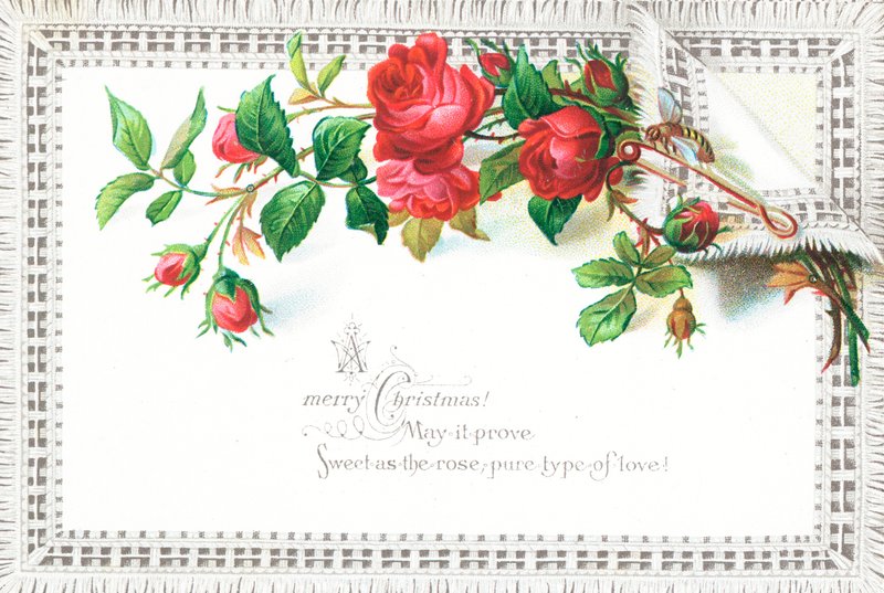 Rose rosse e farfalla da English School