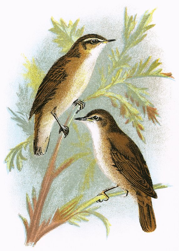 Cannaiola (in basso) e Cannaiola di Sedge (in alto) da English School