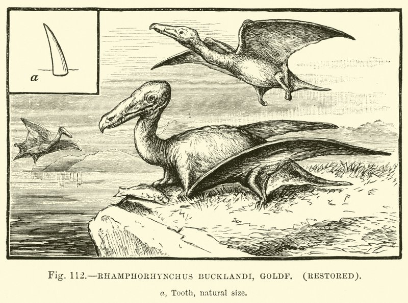 Rhamphorhynchus Bucklandi, Goldf, restaurato da English School