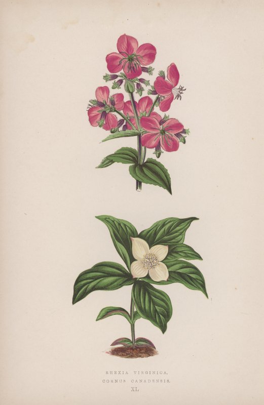 Rhexia Virginica; Cornus Canadensis (litografia a colori) da English School