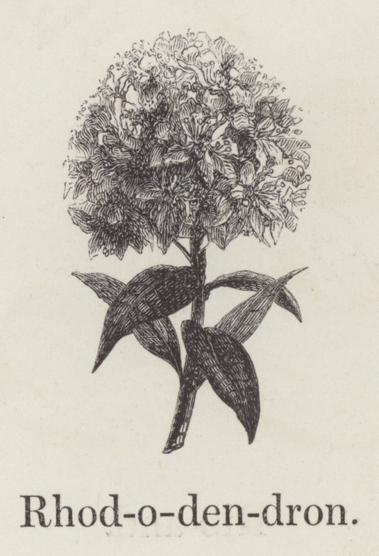 Rhododendron da English School
