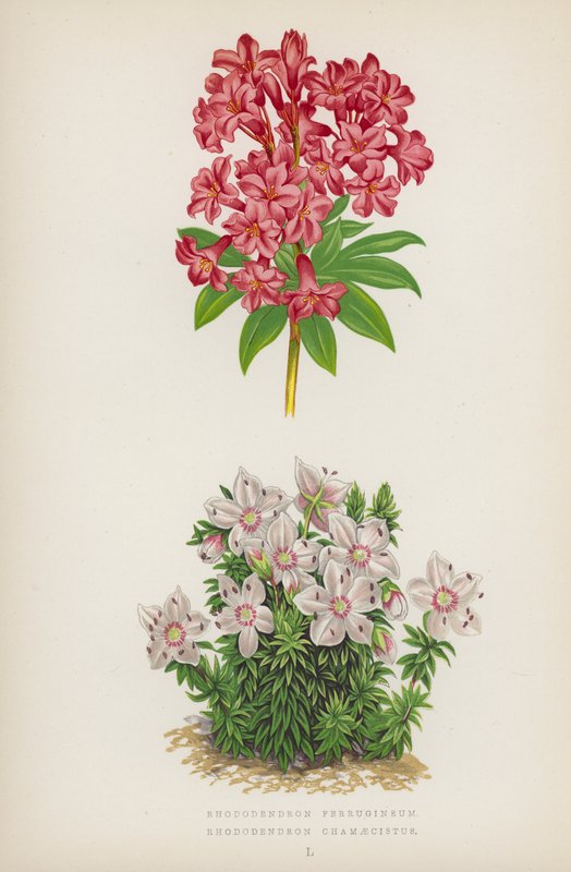 Rhododendron Ferrugineum; Rhododendron Chamaecistus da English School