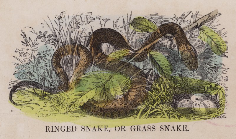 Serpente ad anelli o biscia dal collare da English School