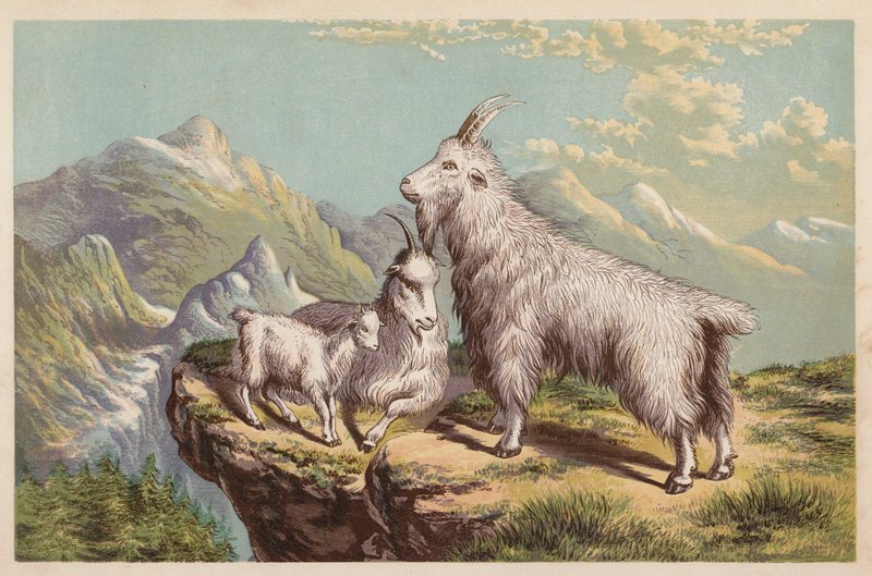 Capra delle Montagne Rocciose, Aplocerus Montanus da English School