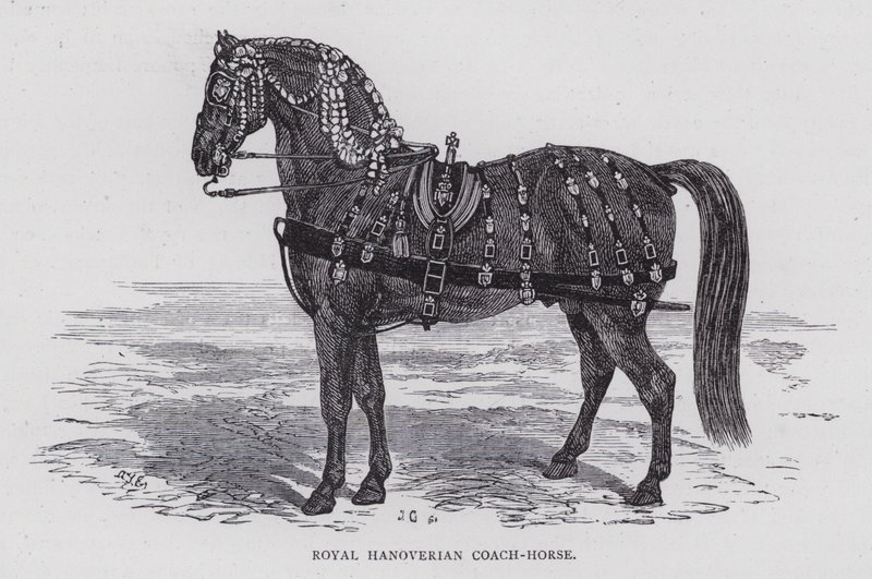 Cavallo da carrozza reale di Hannover da English School
