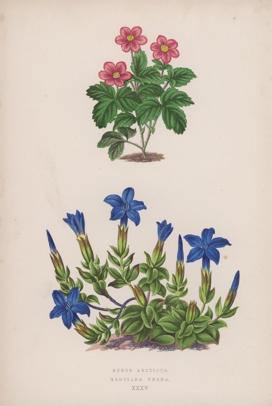 Rubus Arcticus; Gentiana Verna (litografia a colori) da English School