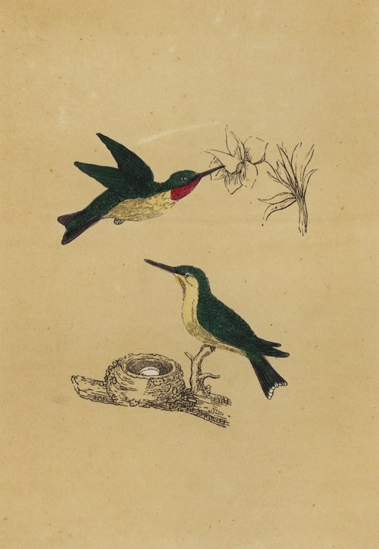 Colibrì gola rubino (litografia a colori) da English School
