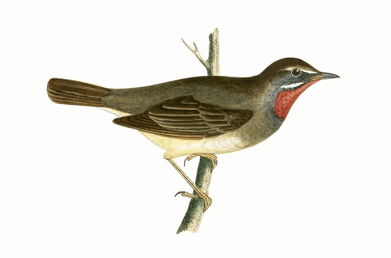 Warbler dalla Gola Rubino, illustrazione da 