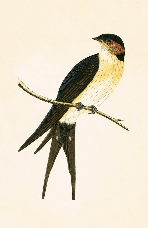 Rondine rugginosa, illustrazione da 