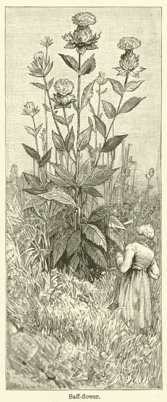 Fiore di zafferano (incisione) da English School
