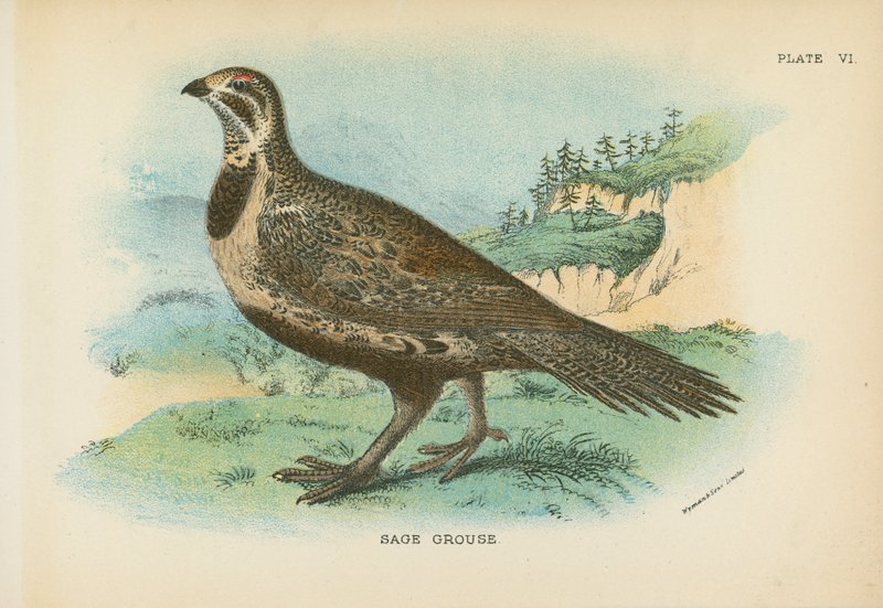 Gallo della salvia da English School