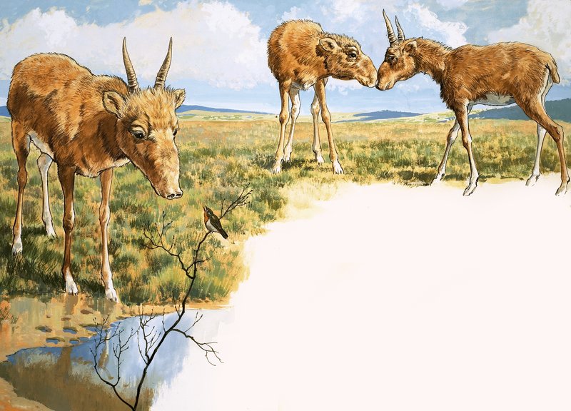 Antilope Saiga da English School