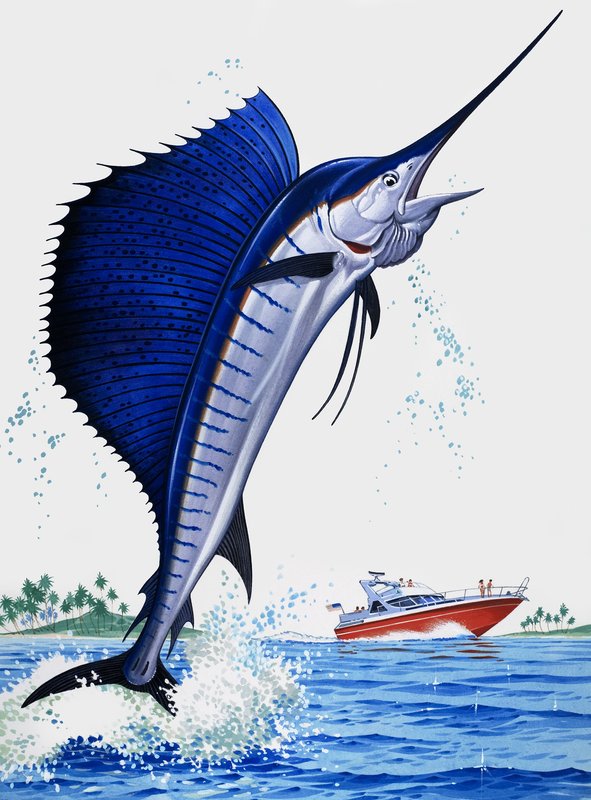 Pesce vela da English School
