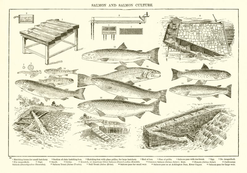 Salmone e Cultura del Salmone da English School