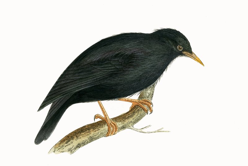 Storno sardo, illustrazione da 