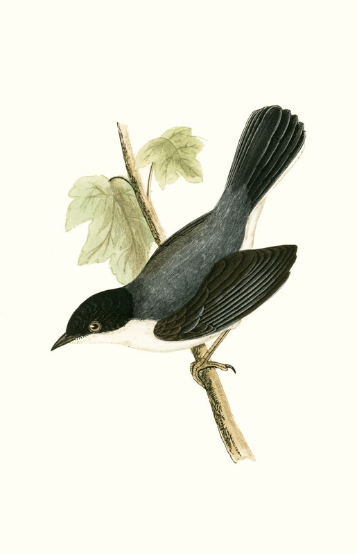 Occhiocotto, illustrazione da 