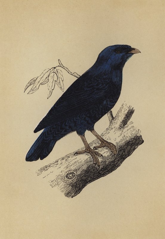 Uccello di Seta da English School