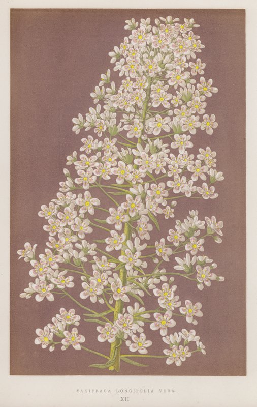 Saxifraga Longifolia Vera da English School