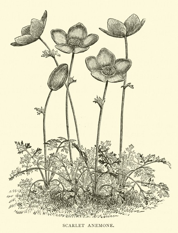 Anemone Scarlatto da English School