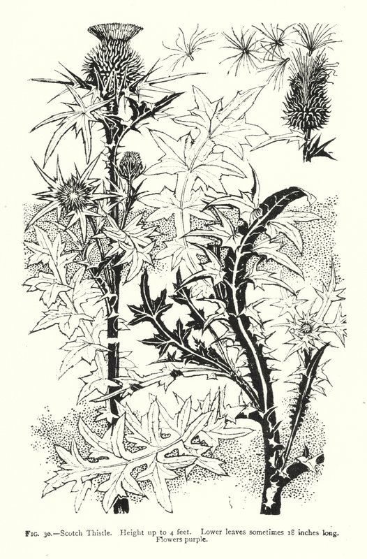 Cardo scozzese; Altezza fino a 4 piedi; Foglie inferiori a volte lunghe 18 pollici; Fiori viola da English School