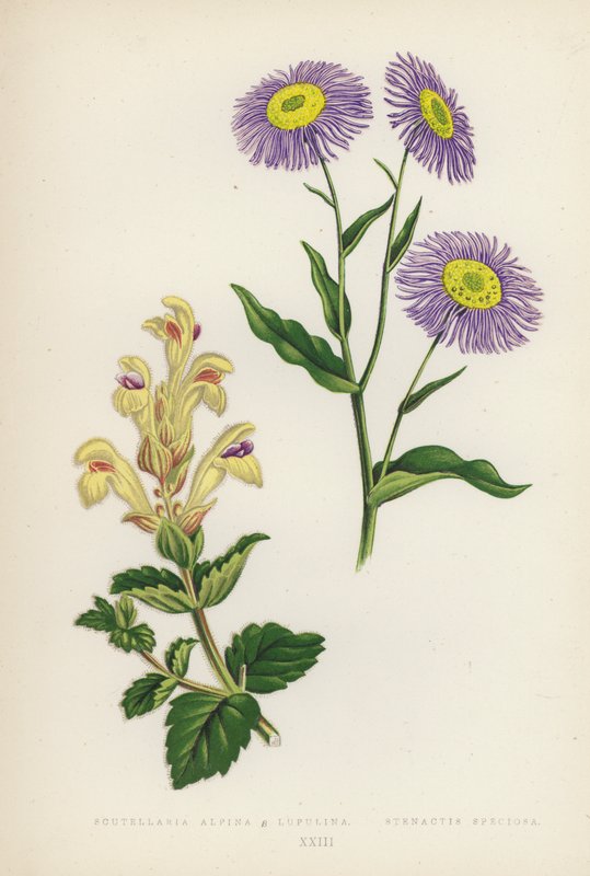 Scutellaria Alpina B Lupulina; Stenactis Speciosa (litografia a colori) da English School