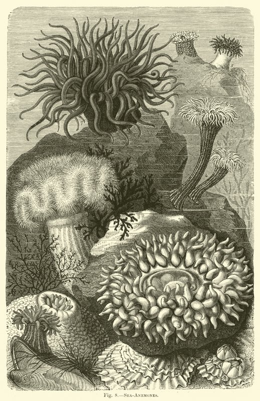 Anemoni di mare da English School