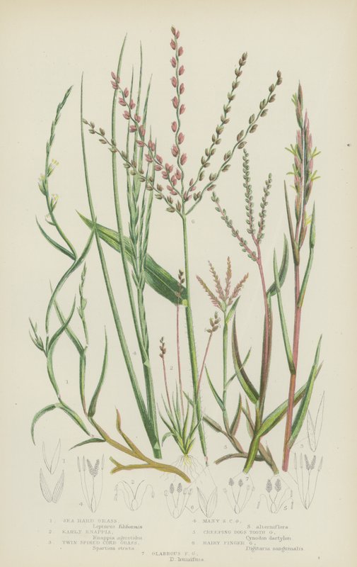 Erba dura marina, knappia precoce, spartina a due spighe, spartina a molte spighe, dente di cane strisciante da English School