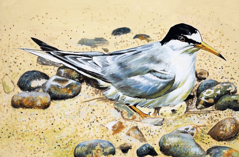 Uccello marino (Beccaccia di mare) da English School